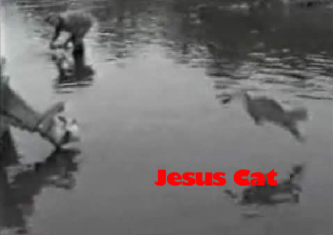 jesuscat Jesus Cat