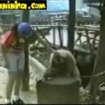 Macaco carente pede cafuné