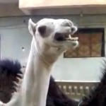 Camelos sentem cócegas