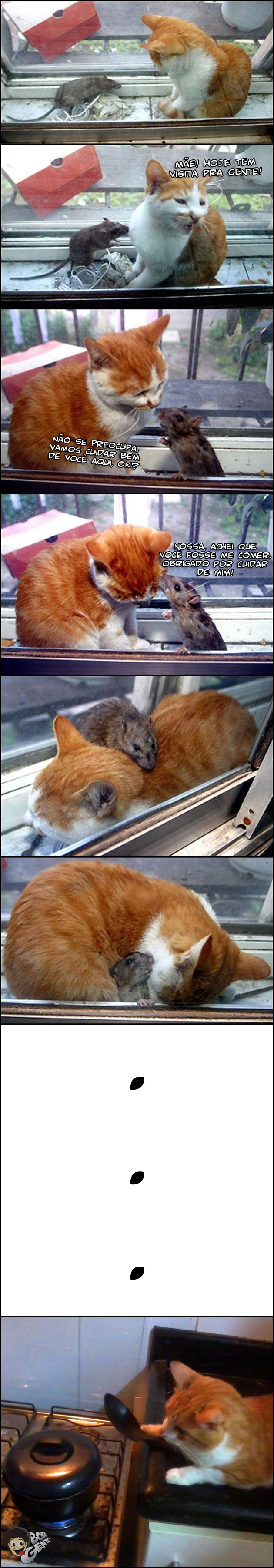 BOLINHO COZINHANDO O começo de uma bela amizade entre gato e rato
