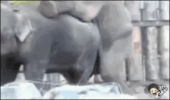 EVITANDO GRAVIDEZ Elefantes sabem bem o que querem
