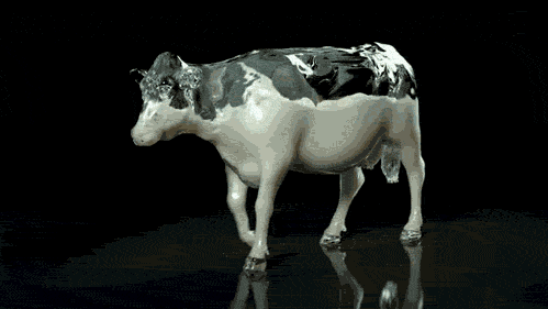 VACA LEITEIRA Incrível máquina de raio x mostra como é o interior de uma vaca leiteira