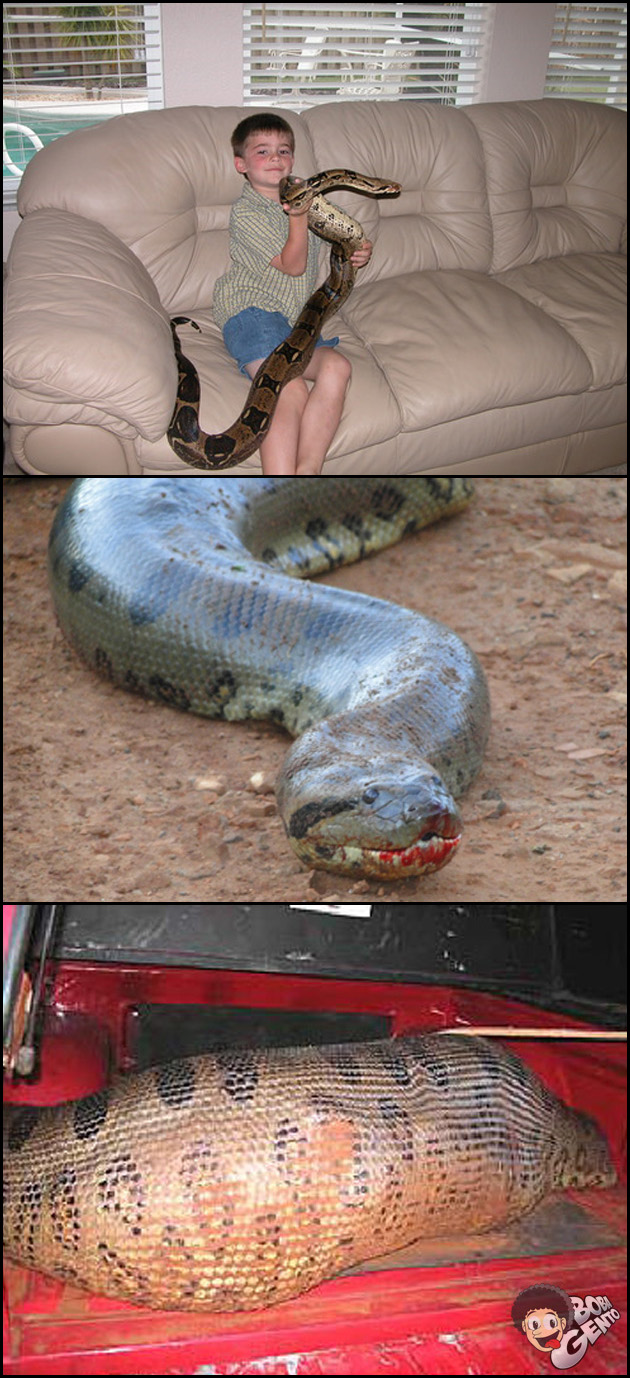 COBRA DE ESTIMAÇÃO Crianças adoram animais exóticos