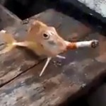 Você já viu um peixe que fuma?