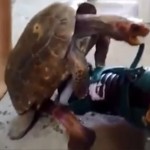 Tartaruga flagrada tentando copular um patins