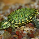 A tartaruga mais fofinha que você já viu