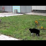 Cão vs Gato Feat: Ennio Morricone