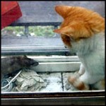 O começo de uma bela amizade entre gato e rato