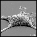 Cientistas criam células zumbis em laboratório