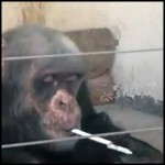 O chimpanzé fumante