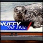 Lindo ato de devolver uma foca ao mar