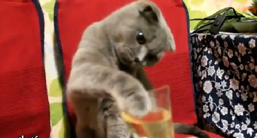 Já viu um gato bebendo champagne?