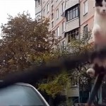 Gato se assusta e quebra as leis da gravidade