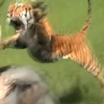 Tigre ataca homem durante passeio de elefante