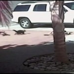 INCRÍVEL: Gato salva menino de ataque de cachorro
