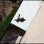 Gato cai do alto do prédio e sai andando como se n...