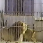Família Curitibana criava leões no quintal de casa
