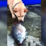 Cão tenta salvar a vida de peixe fora d'água 