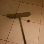 Cuidado ao matar uma aranha com uma vassoura