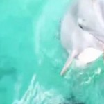 Turista deixa celular cair no mar e golfinho o dev...