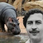 A história assustadora dos hipopótamos de Pablo Es...